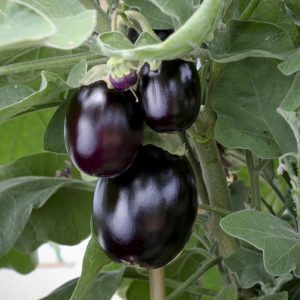 Aubergine