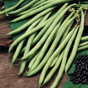 organic climbing french beans
