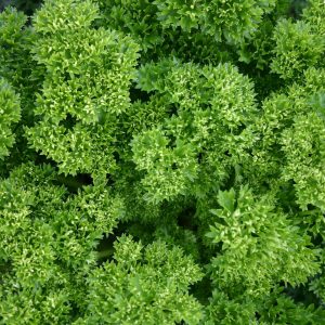 Parsley