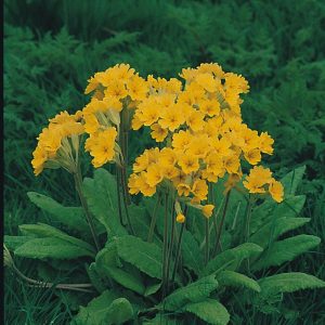 Cowslip