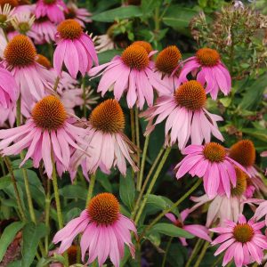 Echinacea