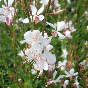 Gaura