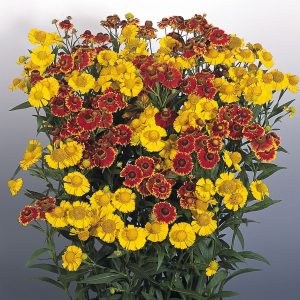 Helenium