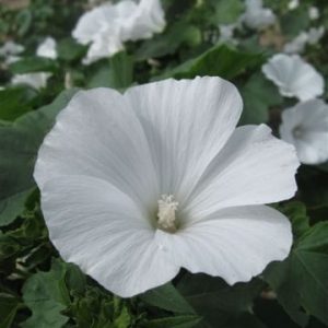 Lavatera