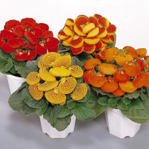 Calceolaria