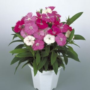 Dianthus