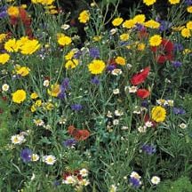 Wildflower