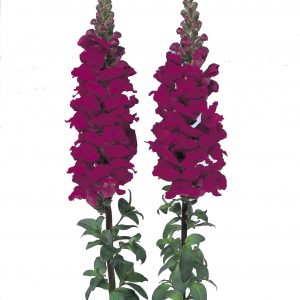 Antirrhinum