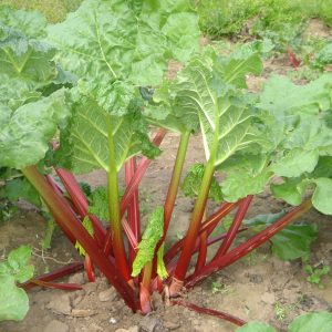 rhubarb crowns