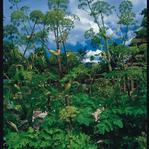 angelica herb seed