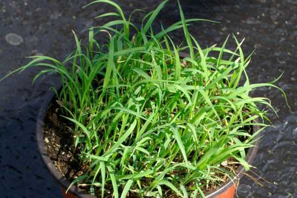 lemongrass