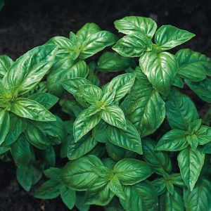 Basil