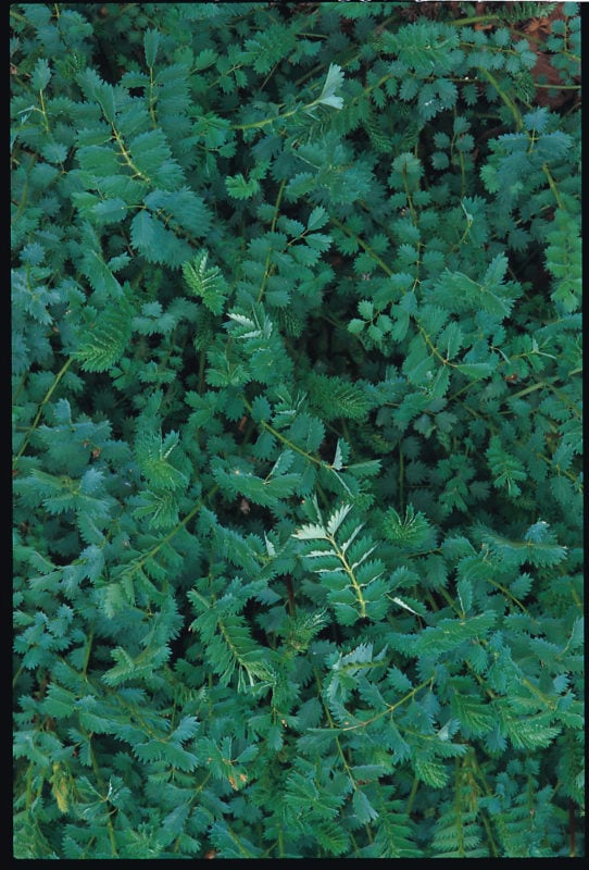 Burnet – Kings Seeds Direct