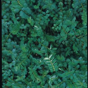 Burnet