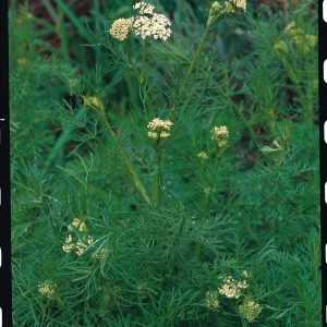 Caraway