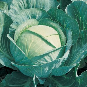 Cabbage