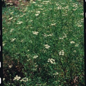 Cumin
