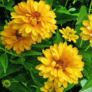 Heliopsis