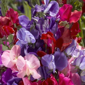 Lathyrus