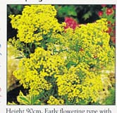 Solidago
