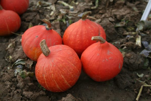 treated onion squash seed