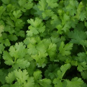 Coriander