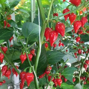 wholesale pepper seeds