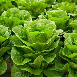 Lettuce