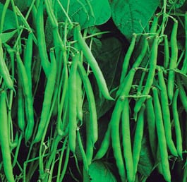 Dwarf French Beans