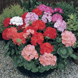 Geranium