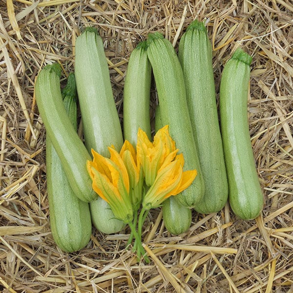 wholesale courgette seeds