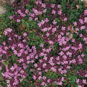 creeping thyme