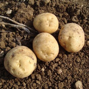 organic colleen potato tubers