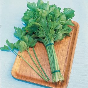 Chinese Celery