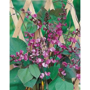 Hyacinth Bean