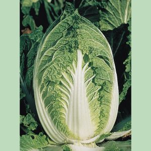 Chinese Cabbage