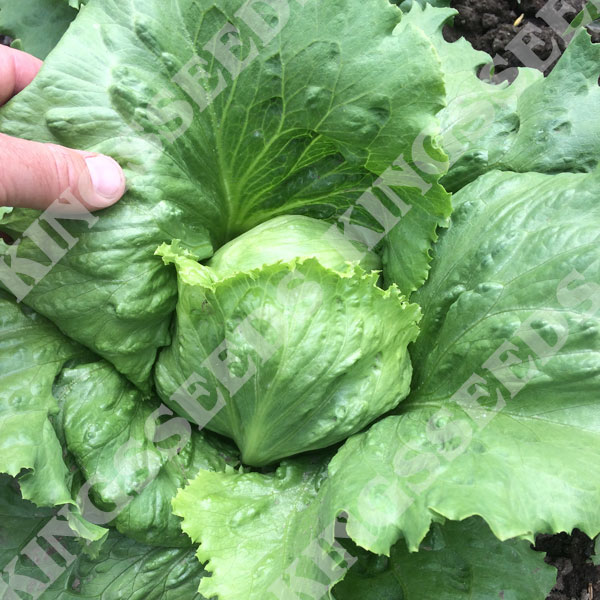 miniko-lettuce-wholesale-seeds