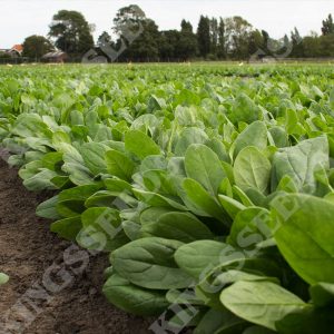 Spinach