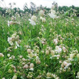 Campion