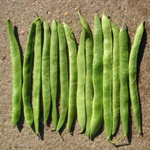 runner bean white emergo seed in bulk