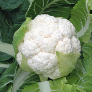 bulk organic cauliflower skywalker seeds