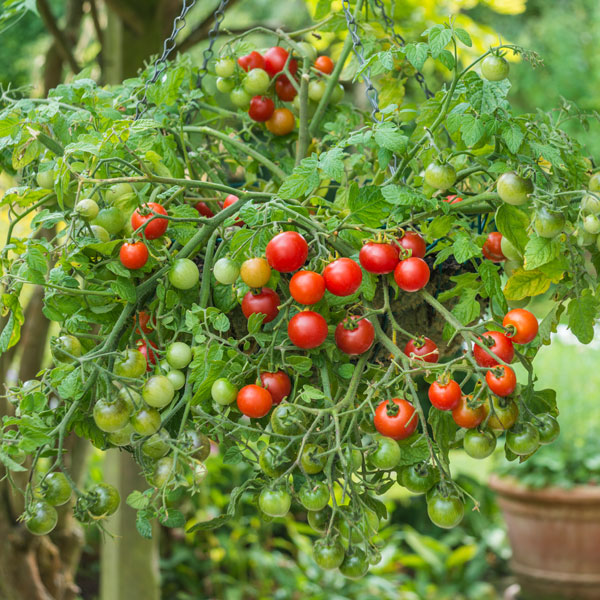 Tomato losetto grown from seed in a hanging basket.