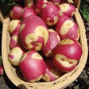 apache wholesale potatoes