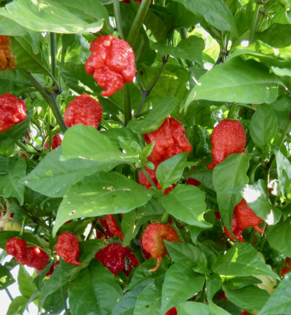 Carolina Reaper Chilli Peppers growing on a plant